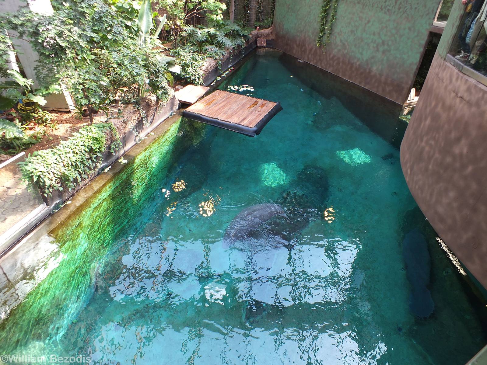 Part of Manatee Tank from Above- Afrykarium