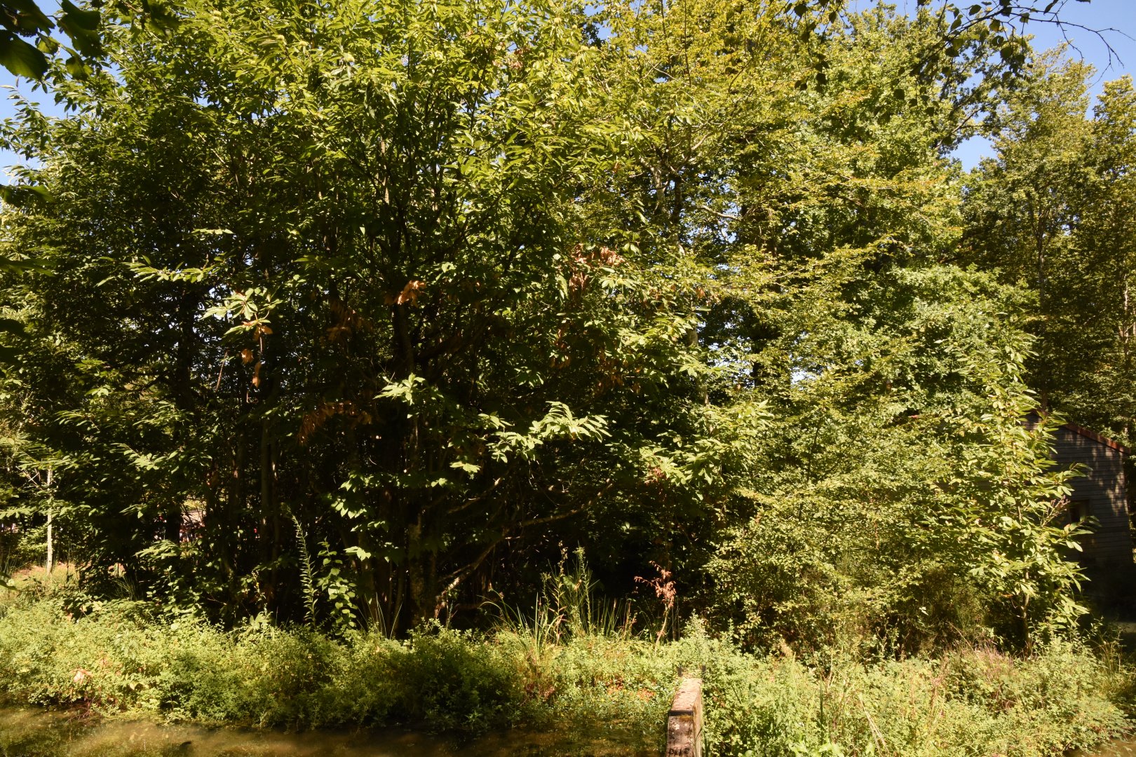 Part of Mandrill island