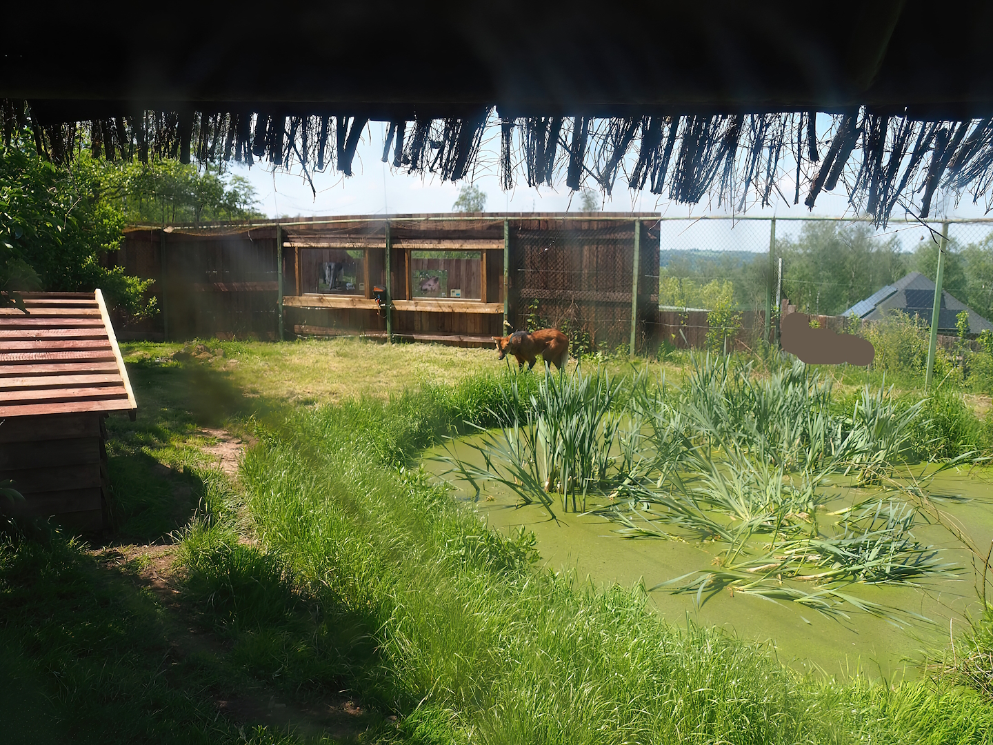 Part of Maned wolf exhibit - Former aviary, 2023-05-19