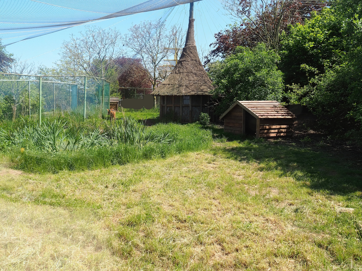 Part of Maned wolf exhibit - Former aviary, 2023-05-19