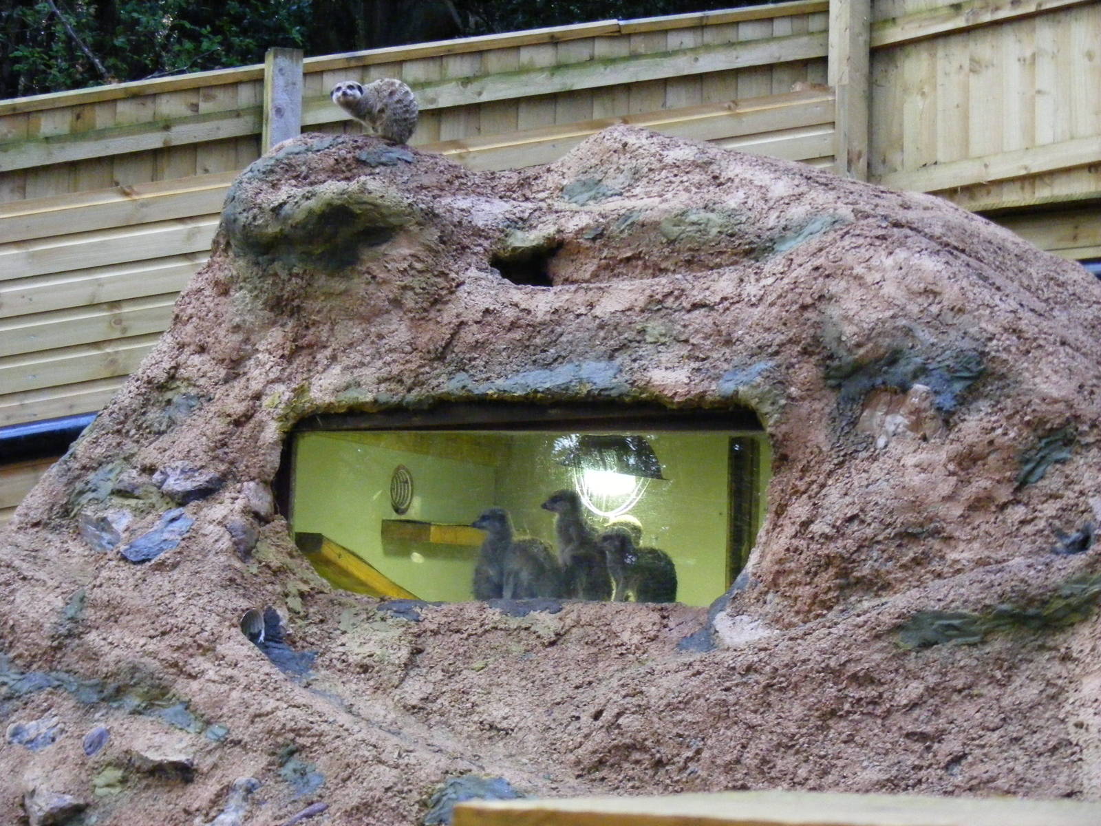 Part of meerkat enclosure at Shaldon Zoo, 28 December 2010
