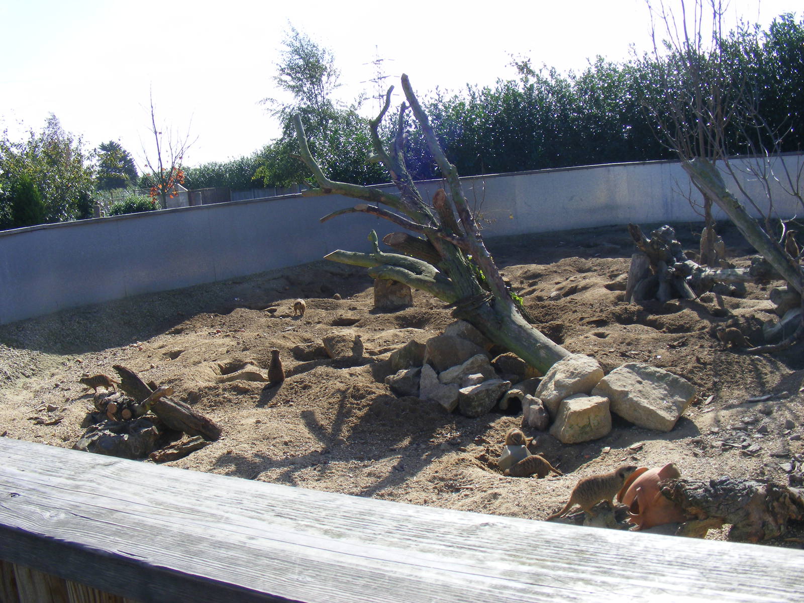 Part of meerkat enclosure at Tropical Wings, 13 September 2011