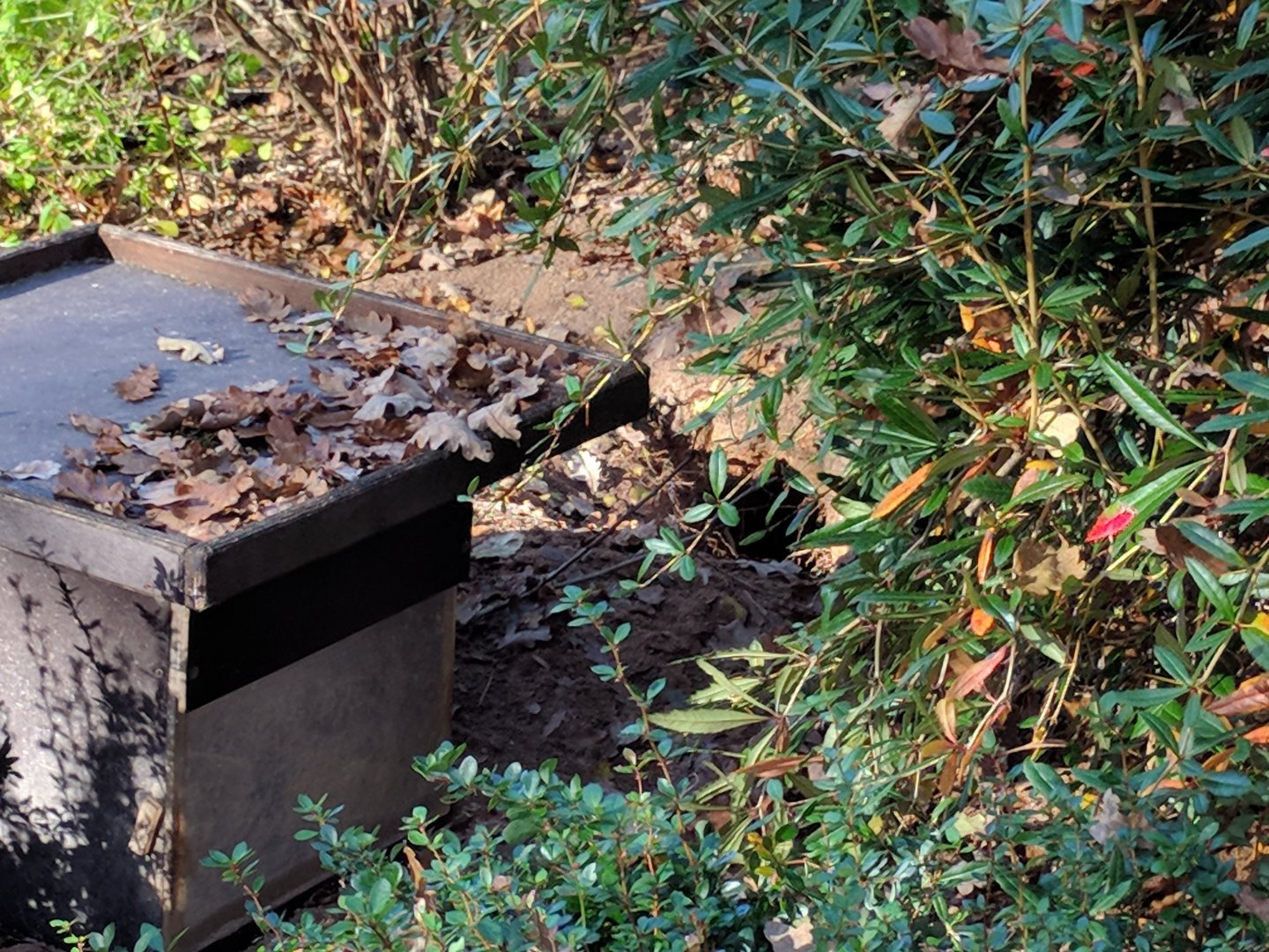 Part of Meerkat Enclosure