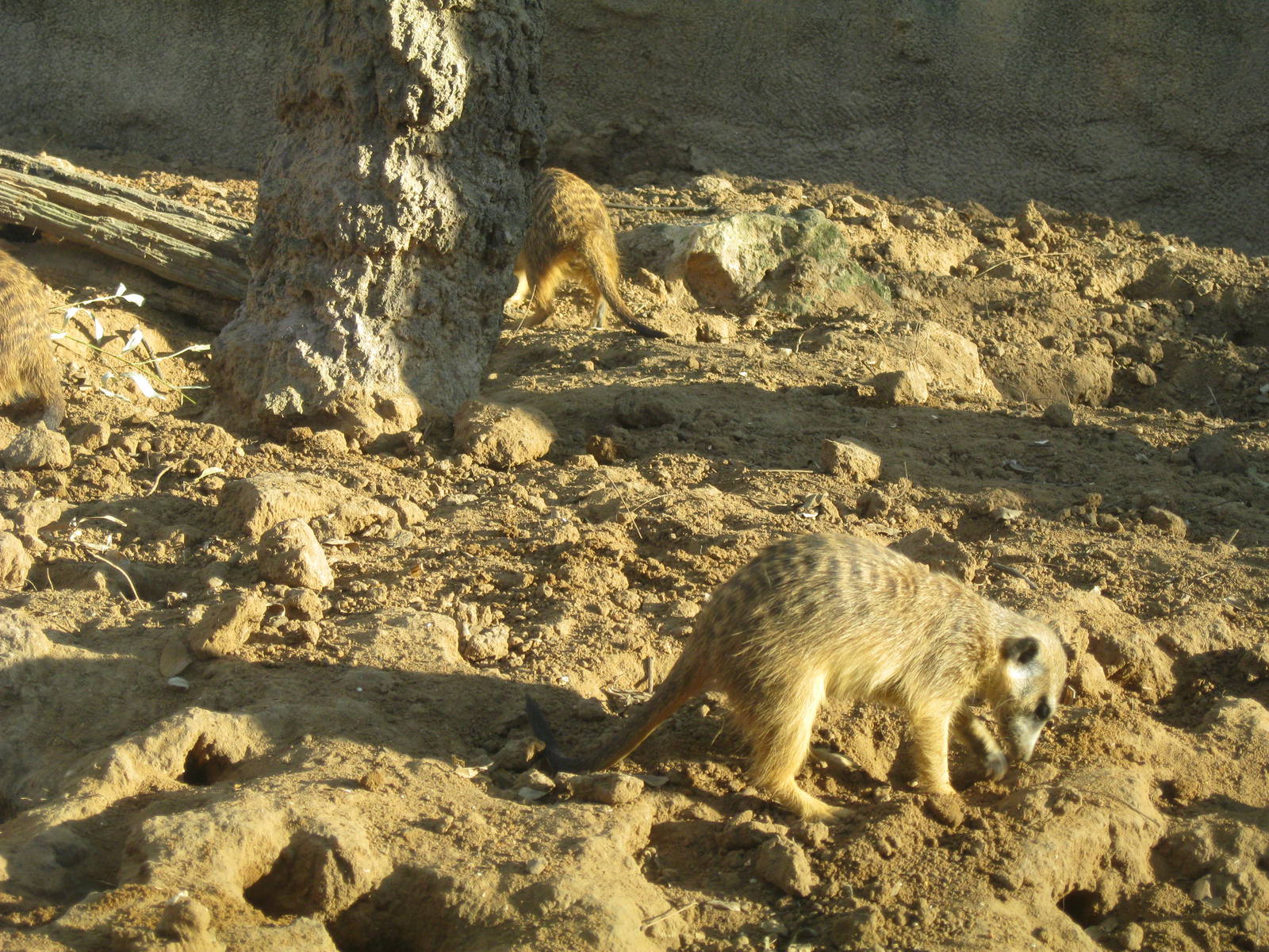 Part of Meerkat exhibit