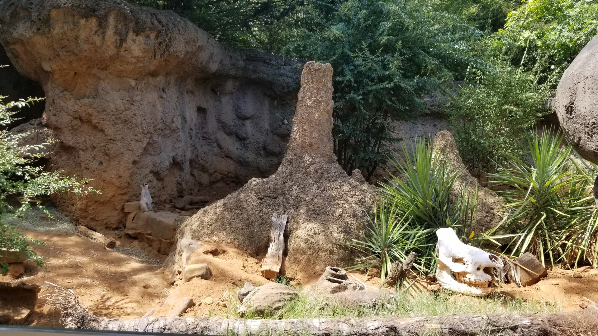 part of meerkat exhibit