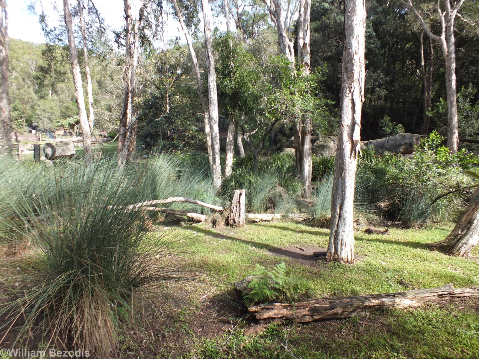 Part of Mixed Wallaby Walkthrough