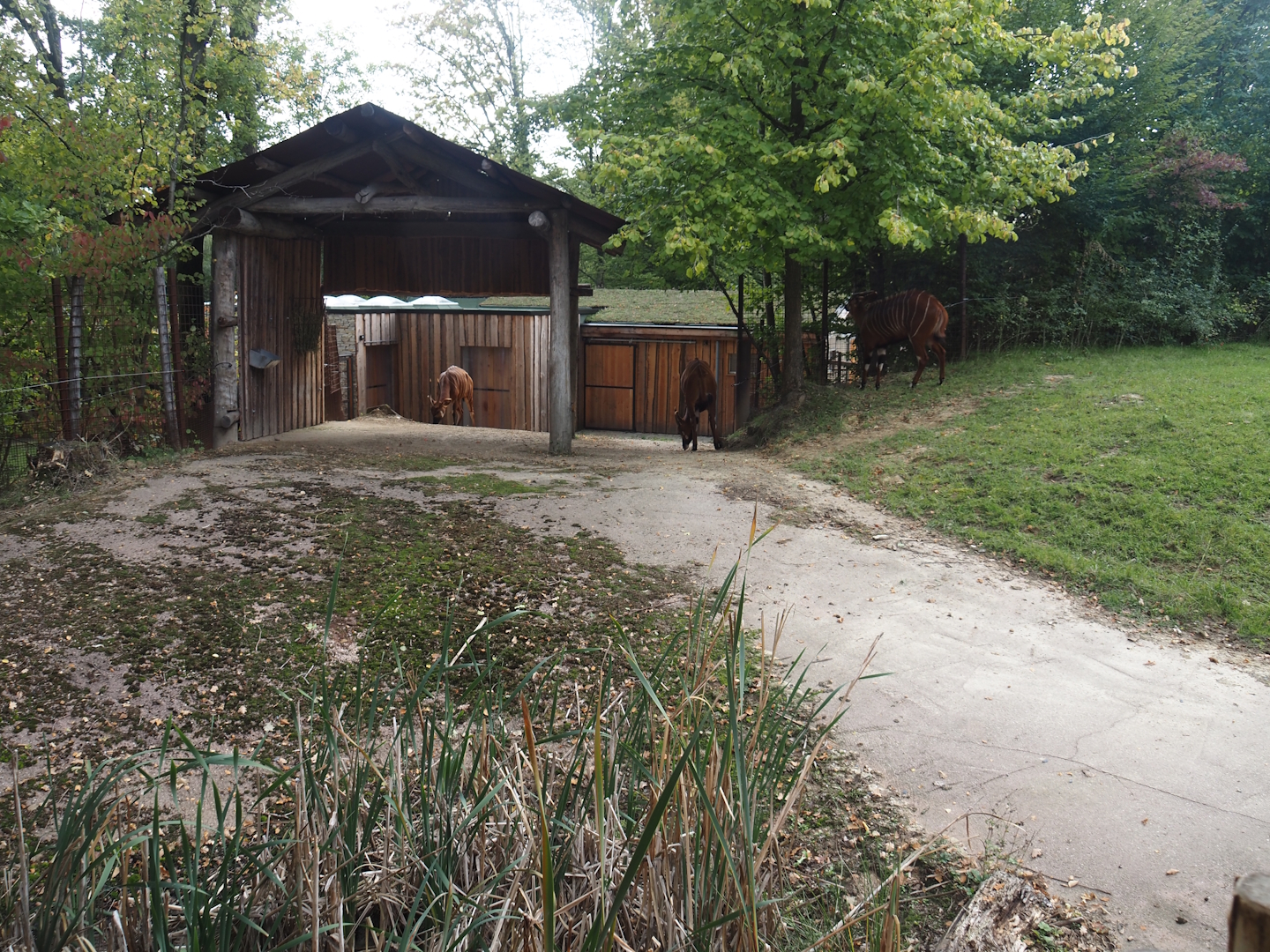 Part of Mountain bongo and Kirk's dik-dik paddock with shelter and access to stable, 2025-09-30