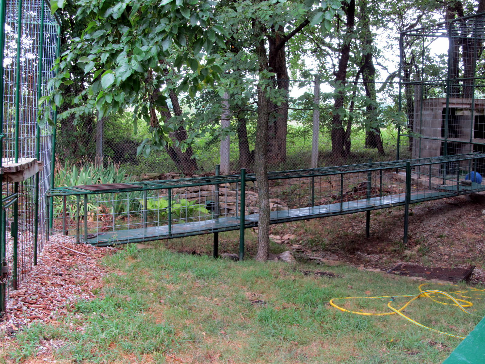 Part of Mountain Lion Exhibit