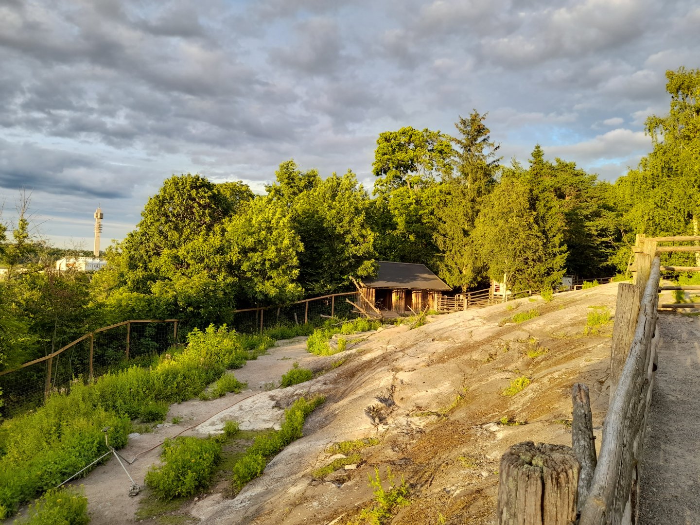 Part of Mountain reindeer paddock