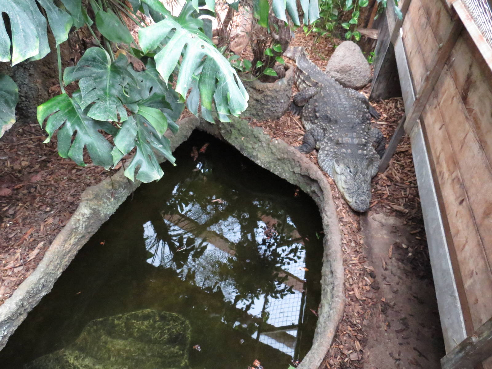 Part of mugger crocodile enclosure, June 2015.