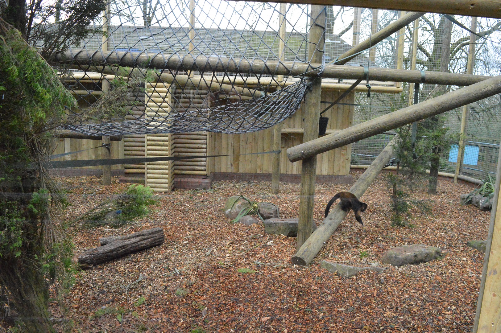 Part of new capuchin enclosure