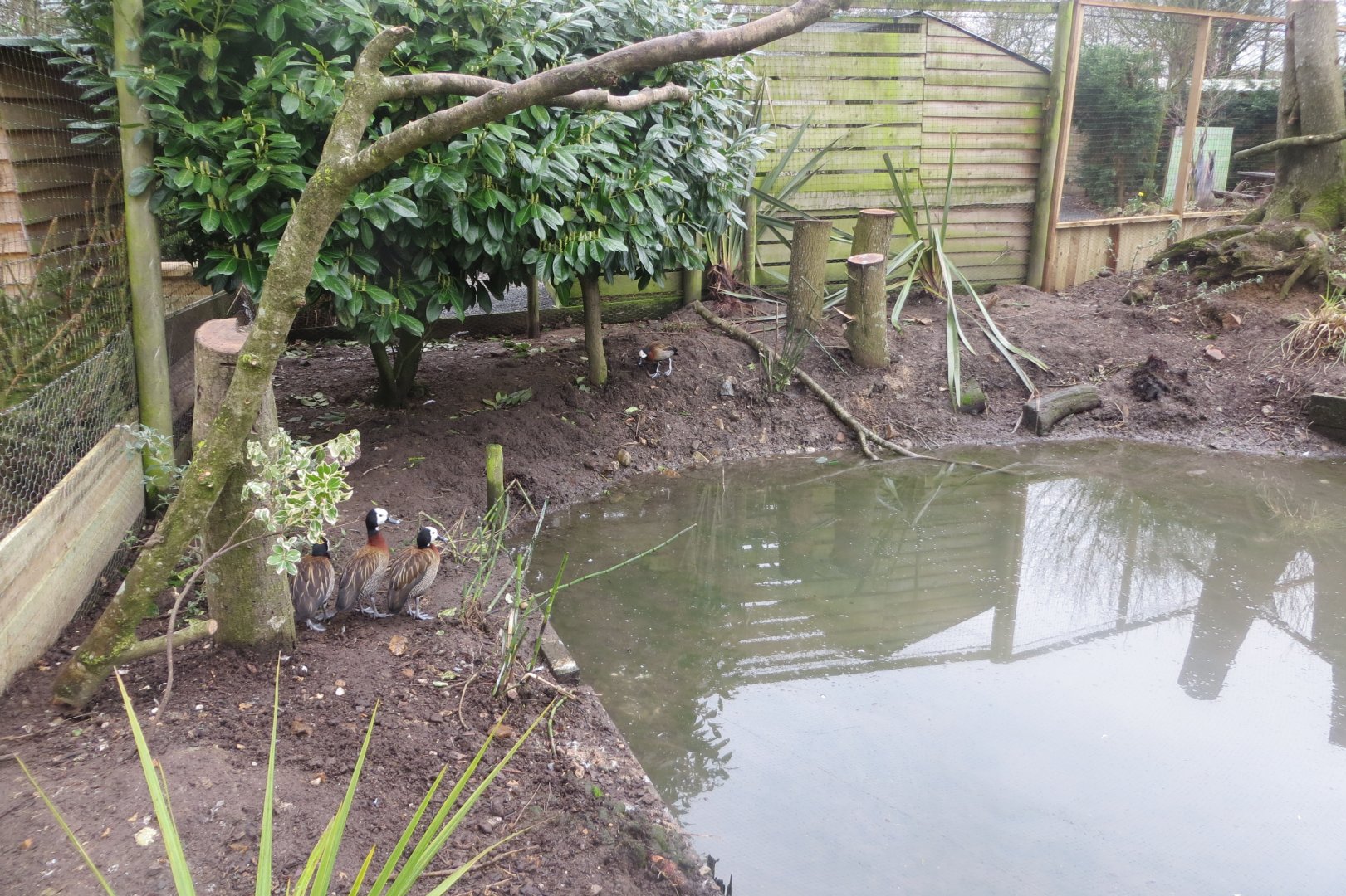 Part of newly extended aviary 170219
