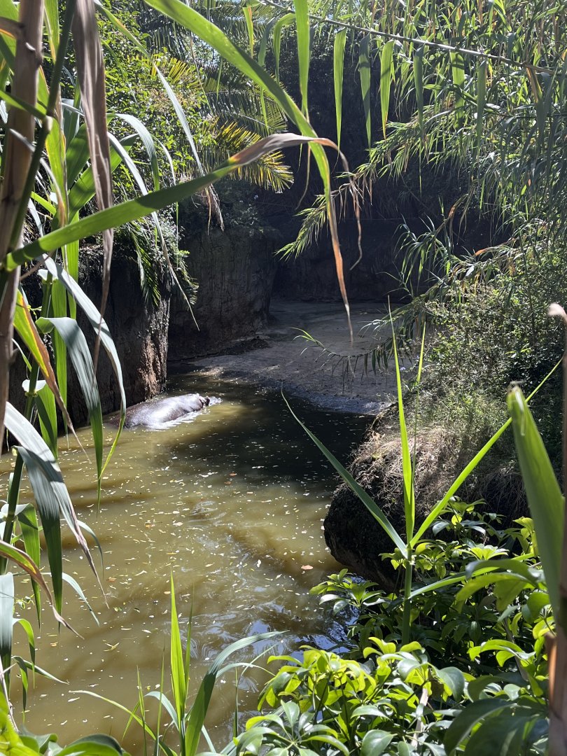 part of nile hippo exhibit
