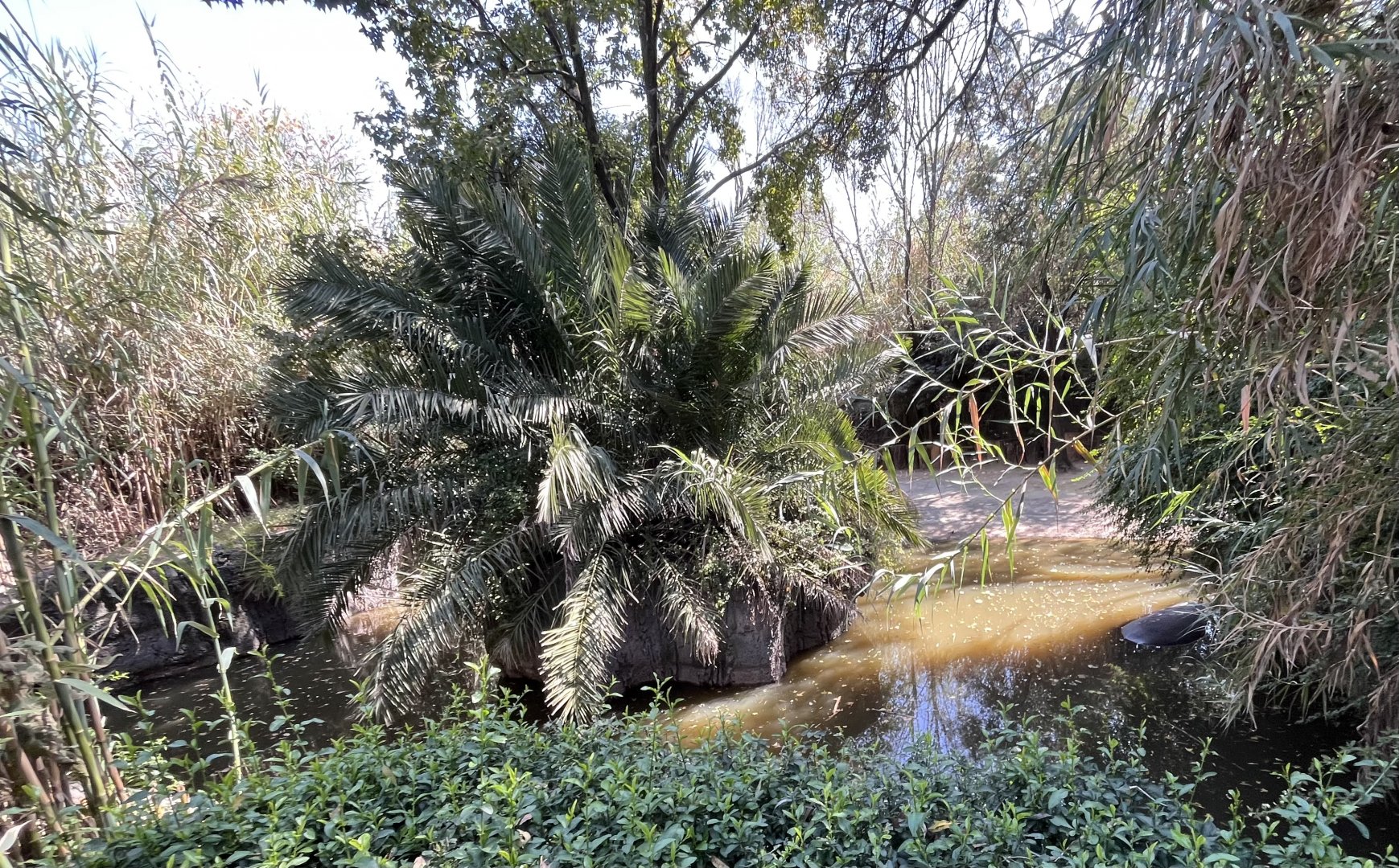 part of nile hippo exhibit