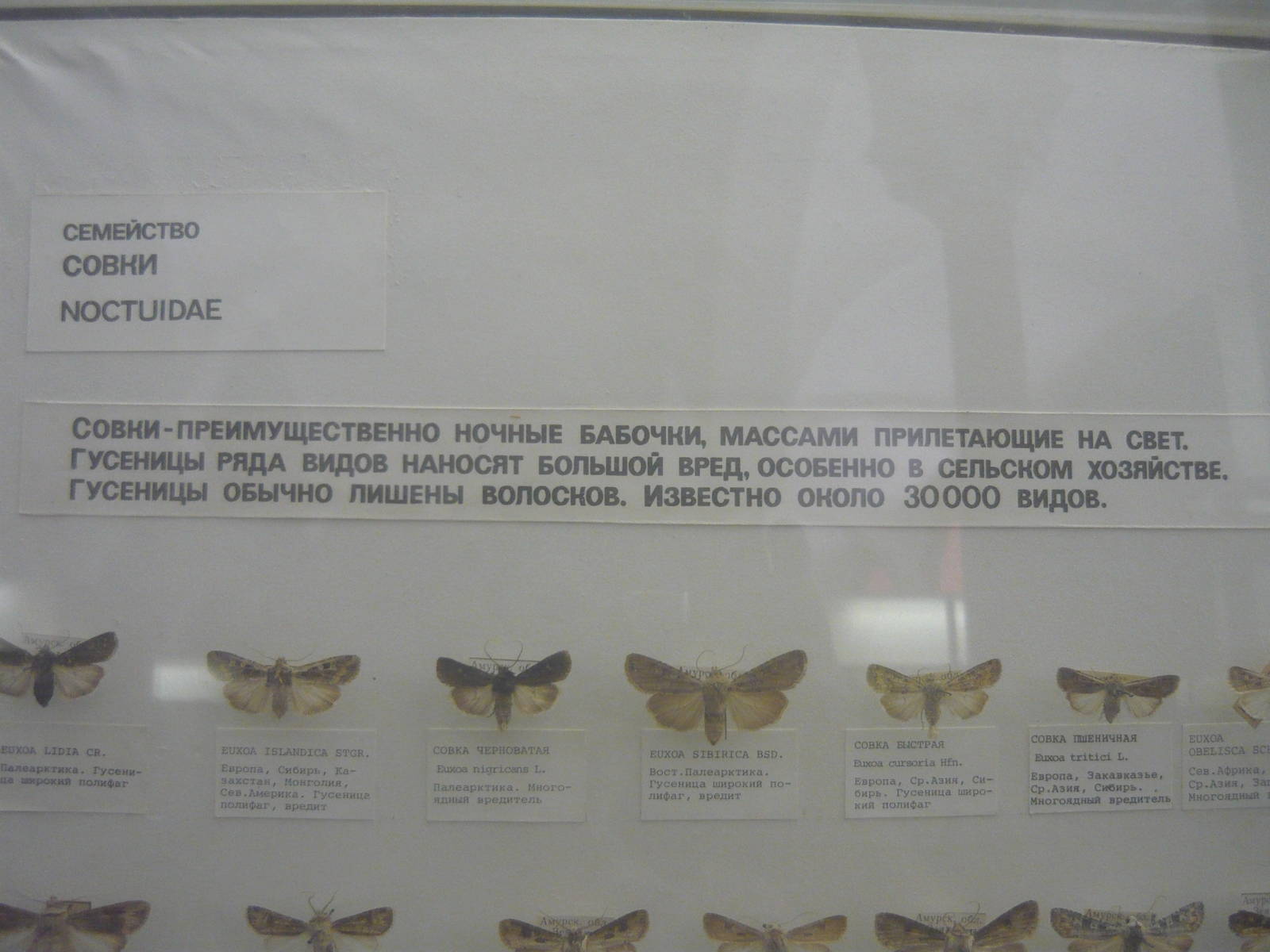 Part of Noctuidae collection