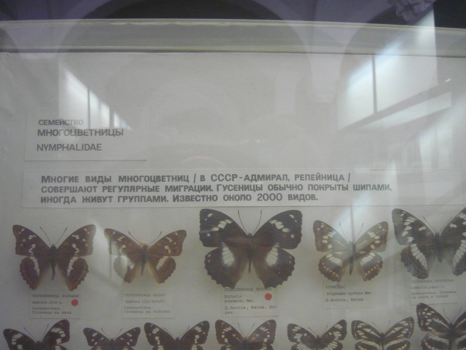 Part of Nymphalidae collection