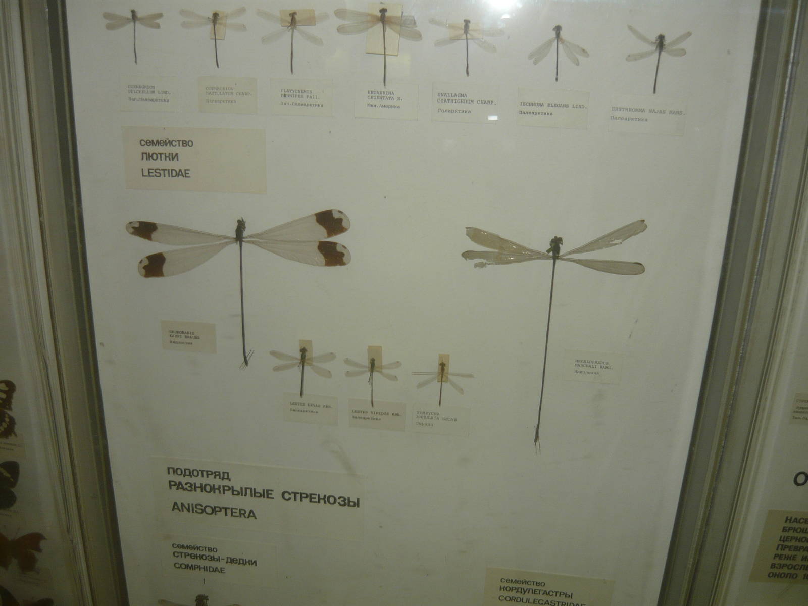 Part of Odonata collection