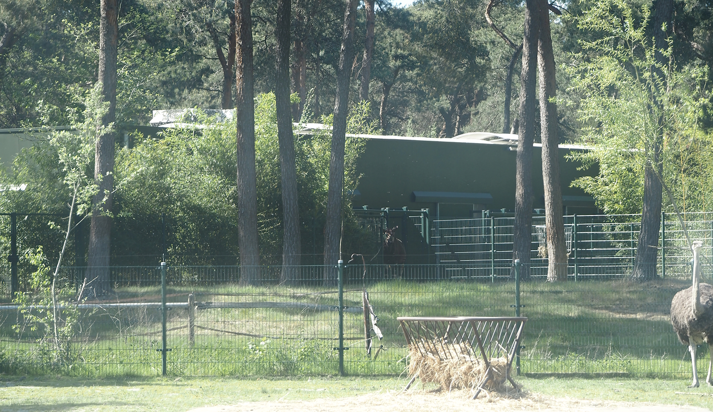 Part of okapi paddock and okapi building seen from the car safari, 2025-04-30