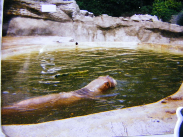 part of old walrus enclosure