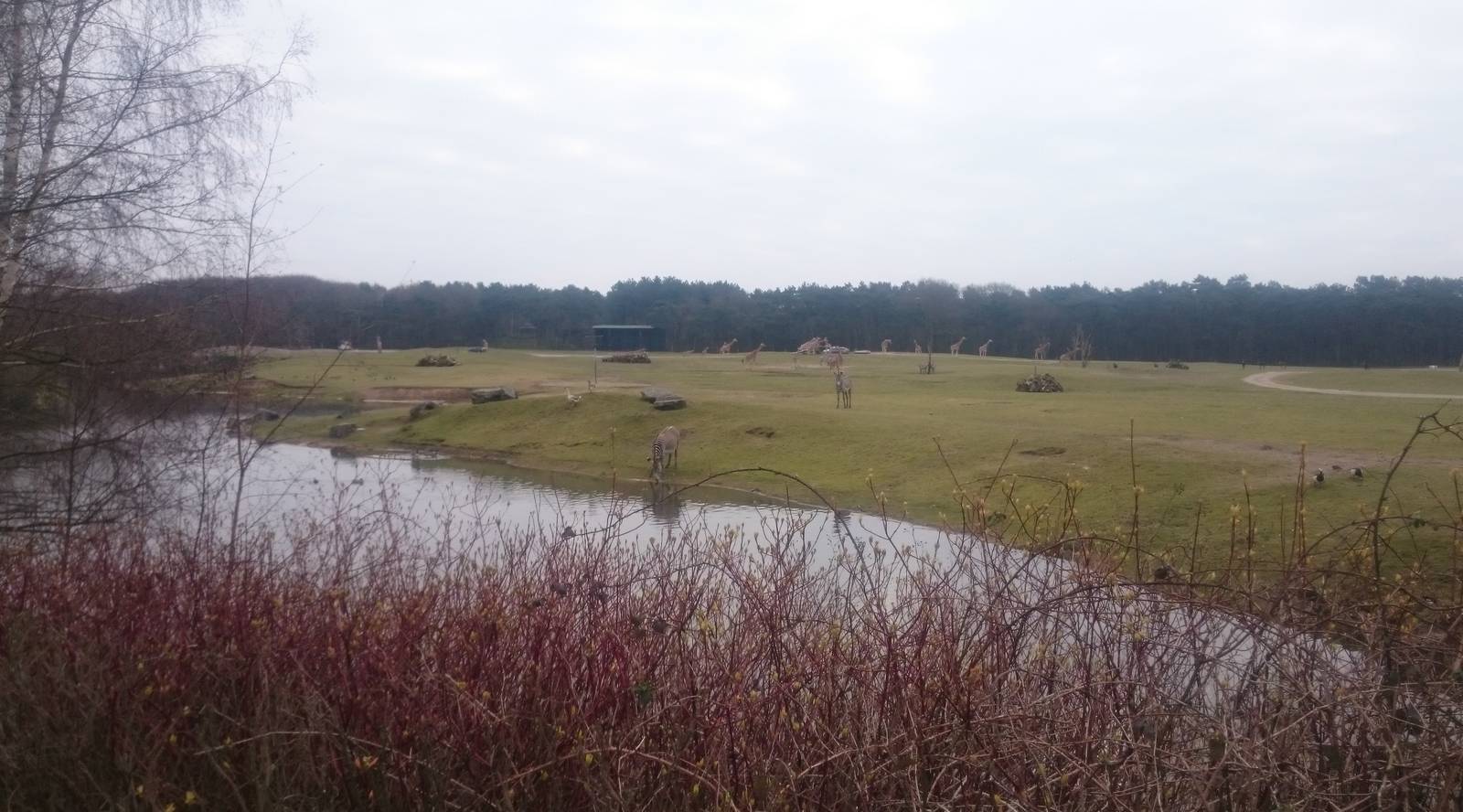 Part of one of the Africa enclosures