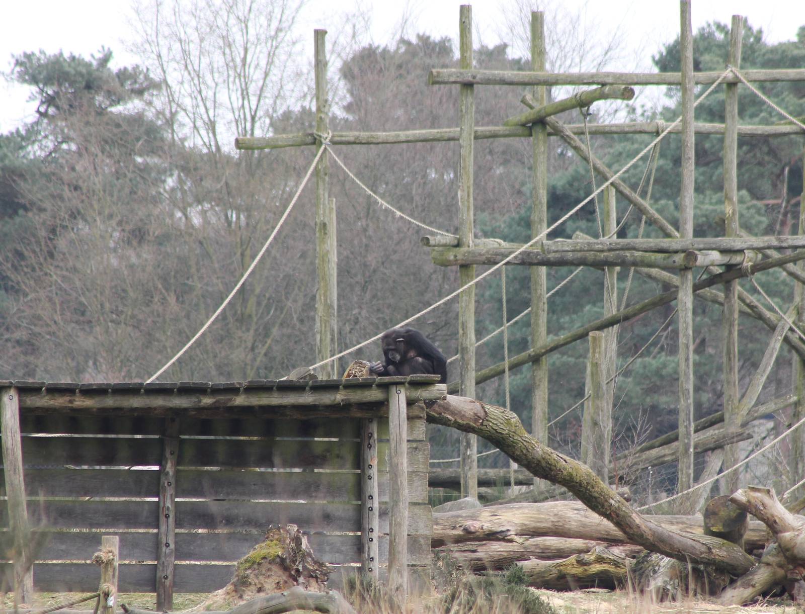 Part of one of the Chimp-enclosures