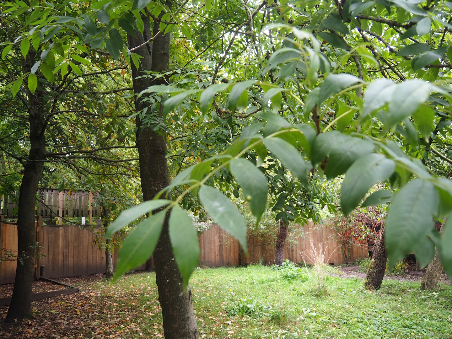 Part of one of the Double-wattled cassowary exhibits, 2023-10-13