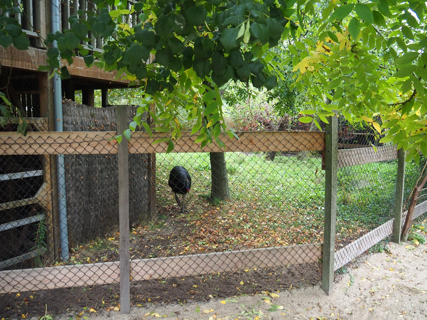 Part of one of the Double-wattled cassowary exhibits, 2023-10-13