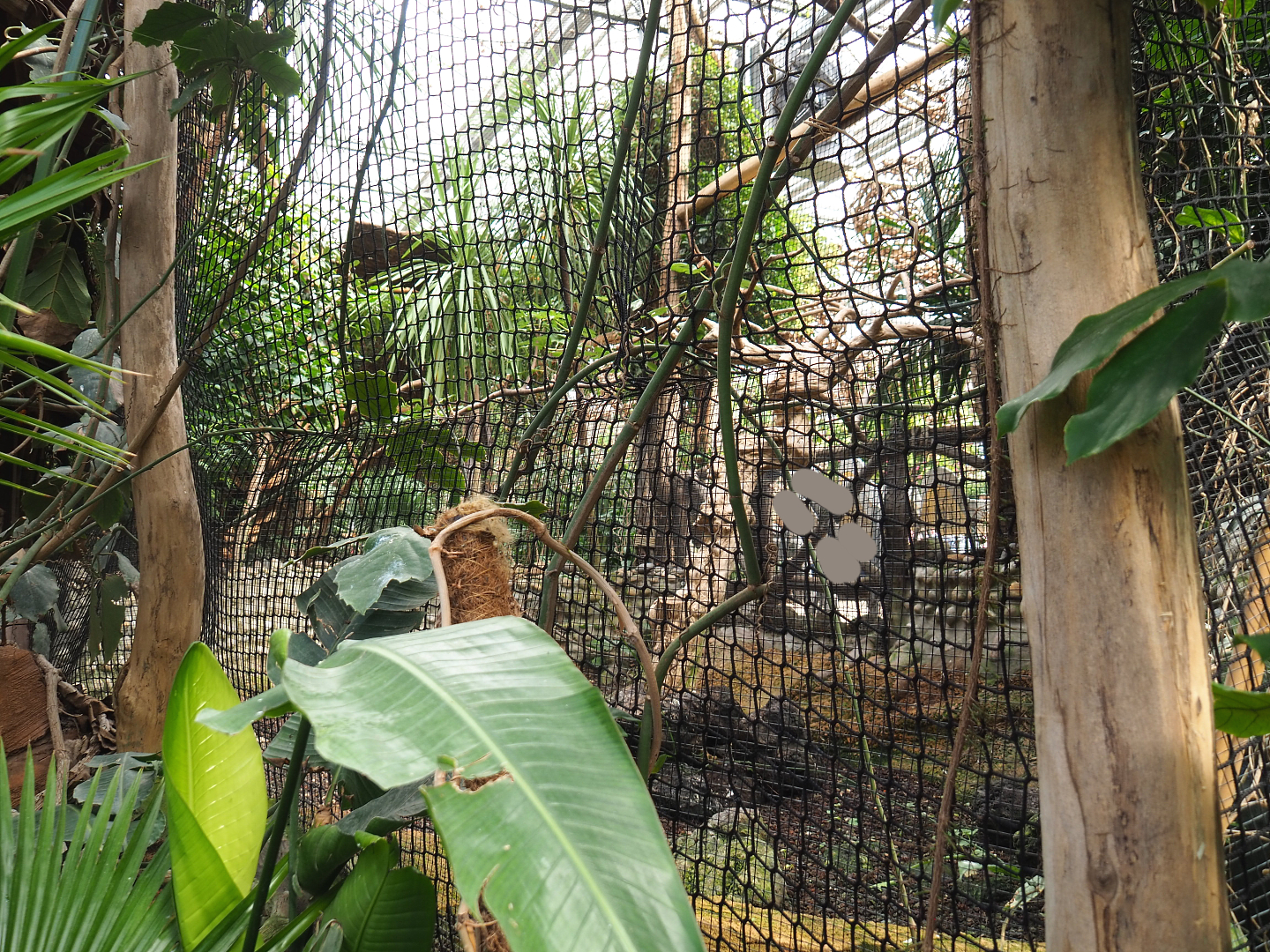 Part of one of the hornbill aviaries, 2022-09-15