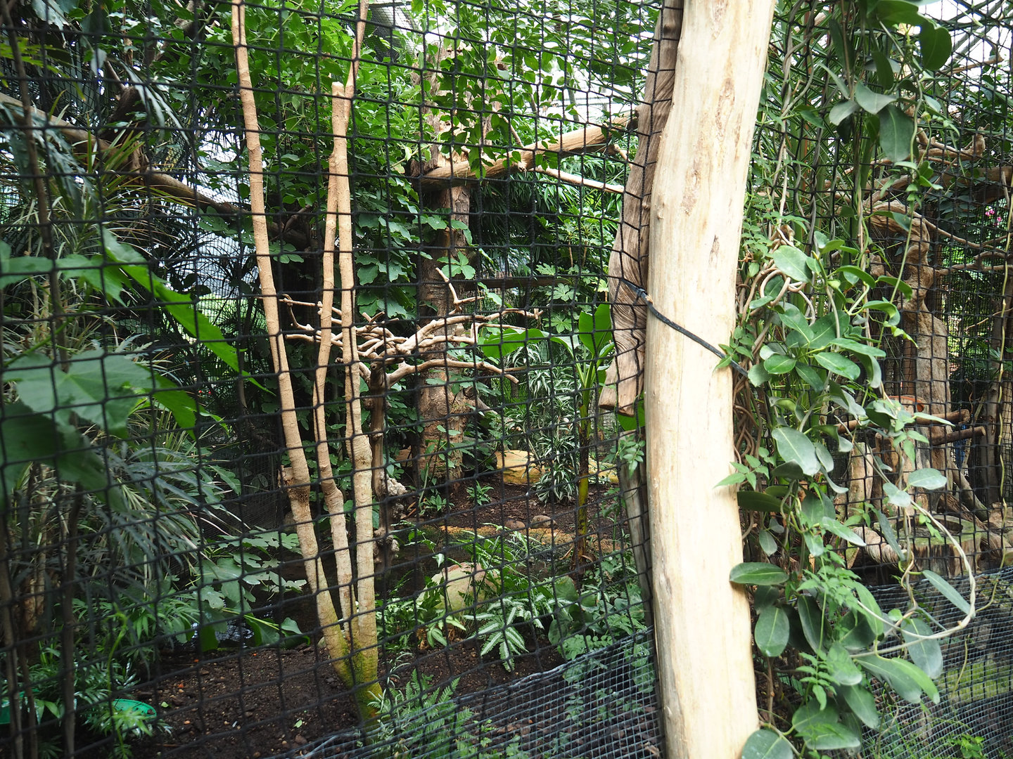 Part of one of the hornbill aviaries, 2022-09-15
