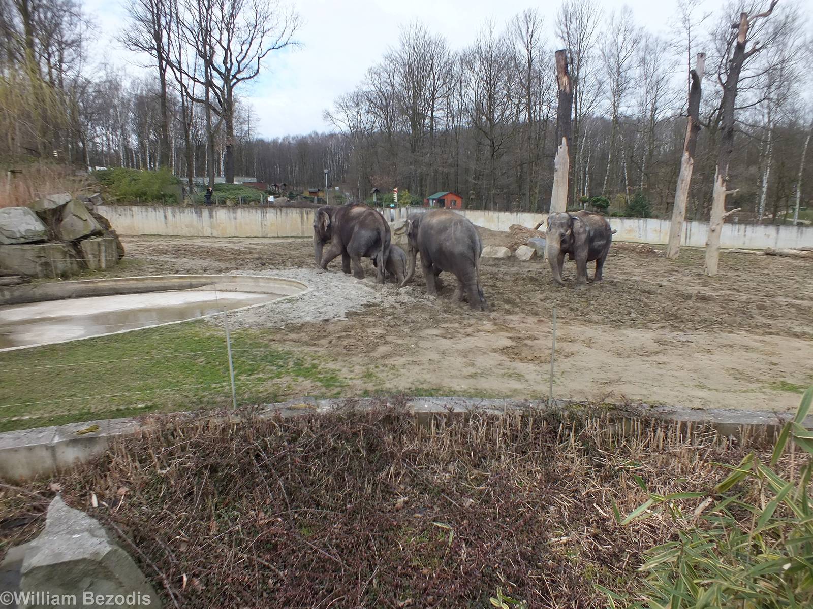 Part of Outdoor Paddock for Elephants