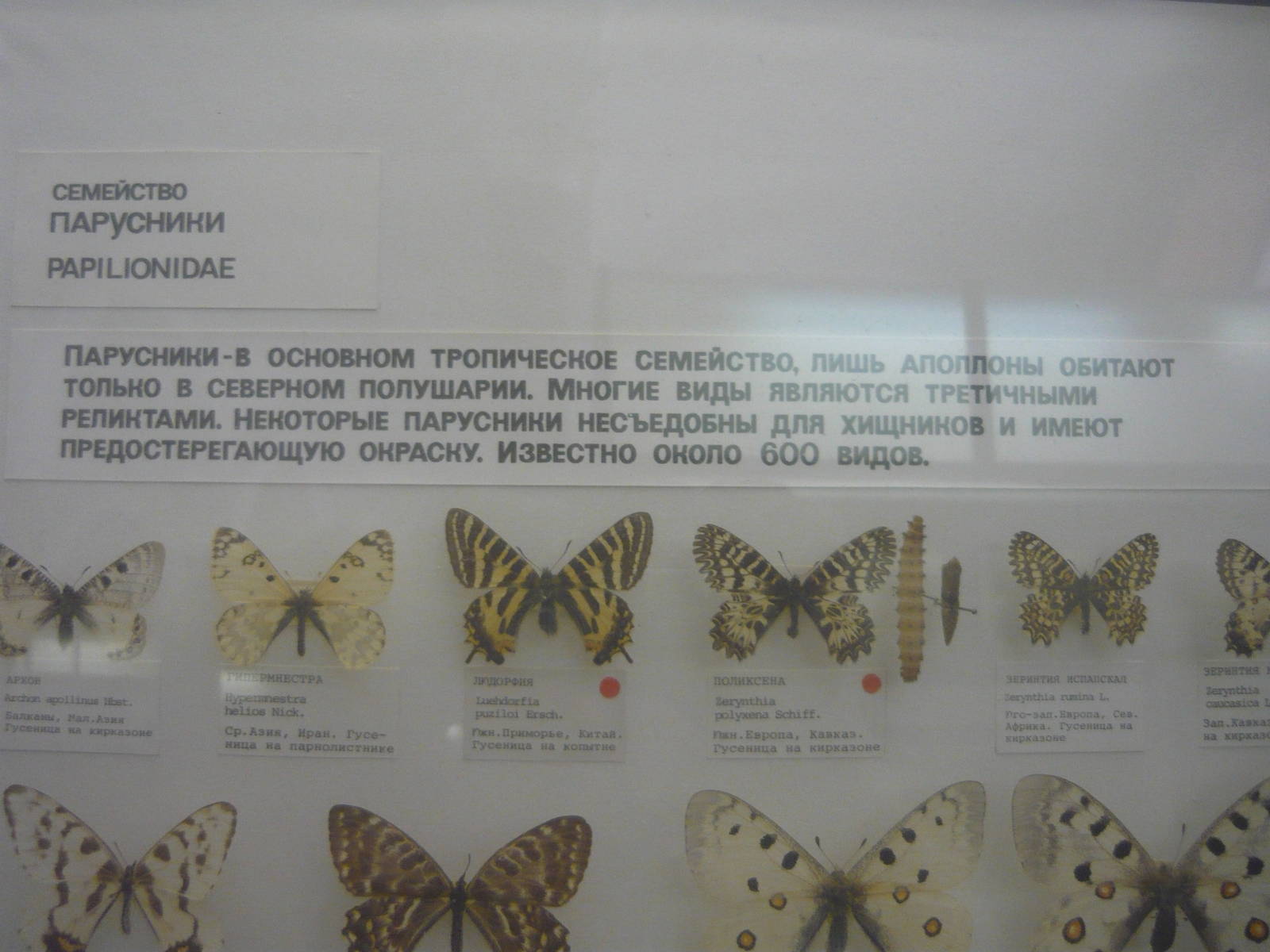 Part of Papilionidae collection