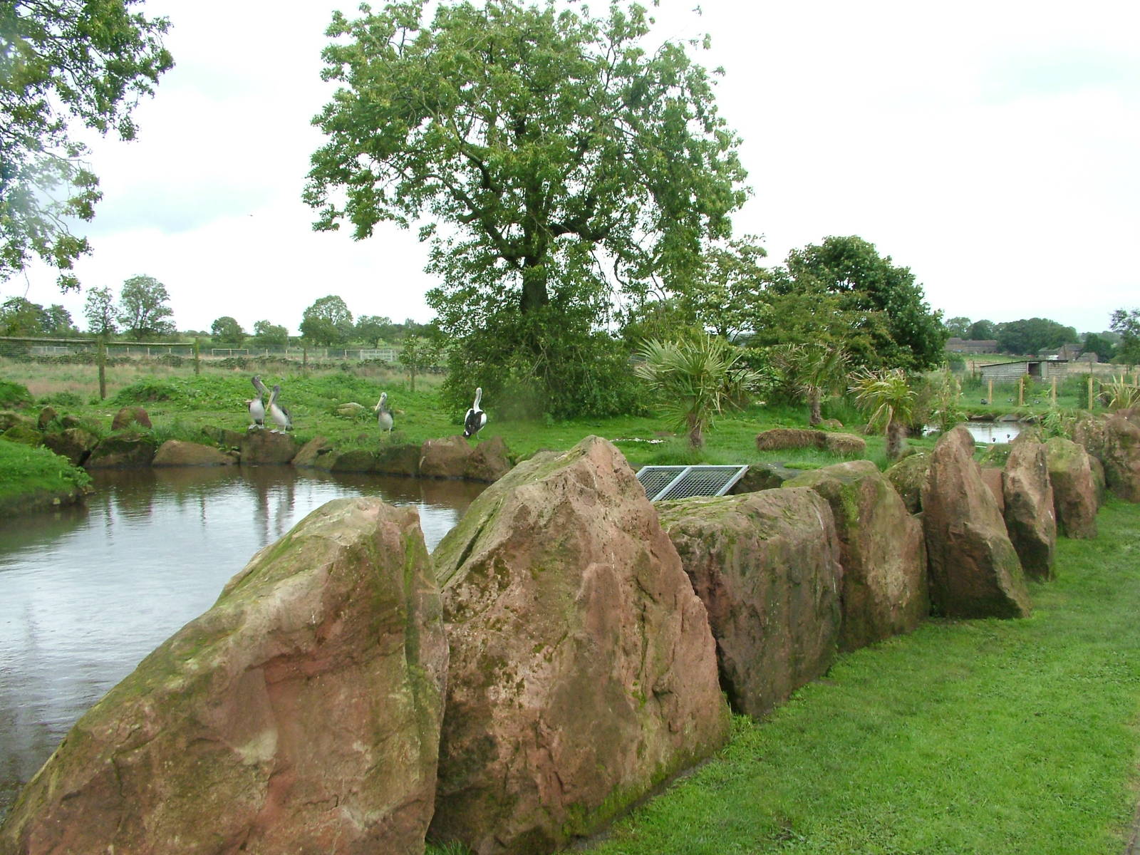 Part of Pelican World at Blackbrook Sept 2008