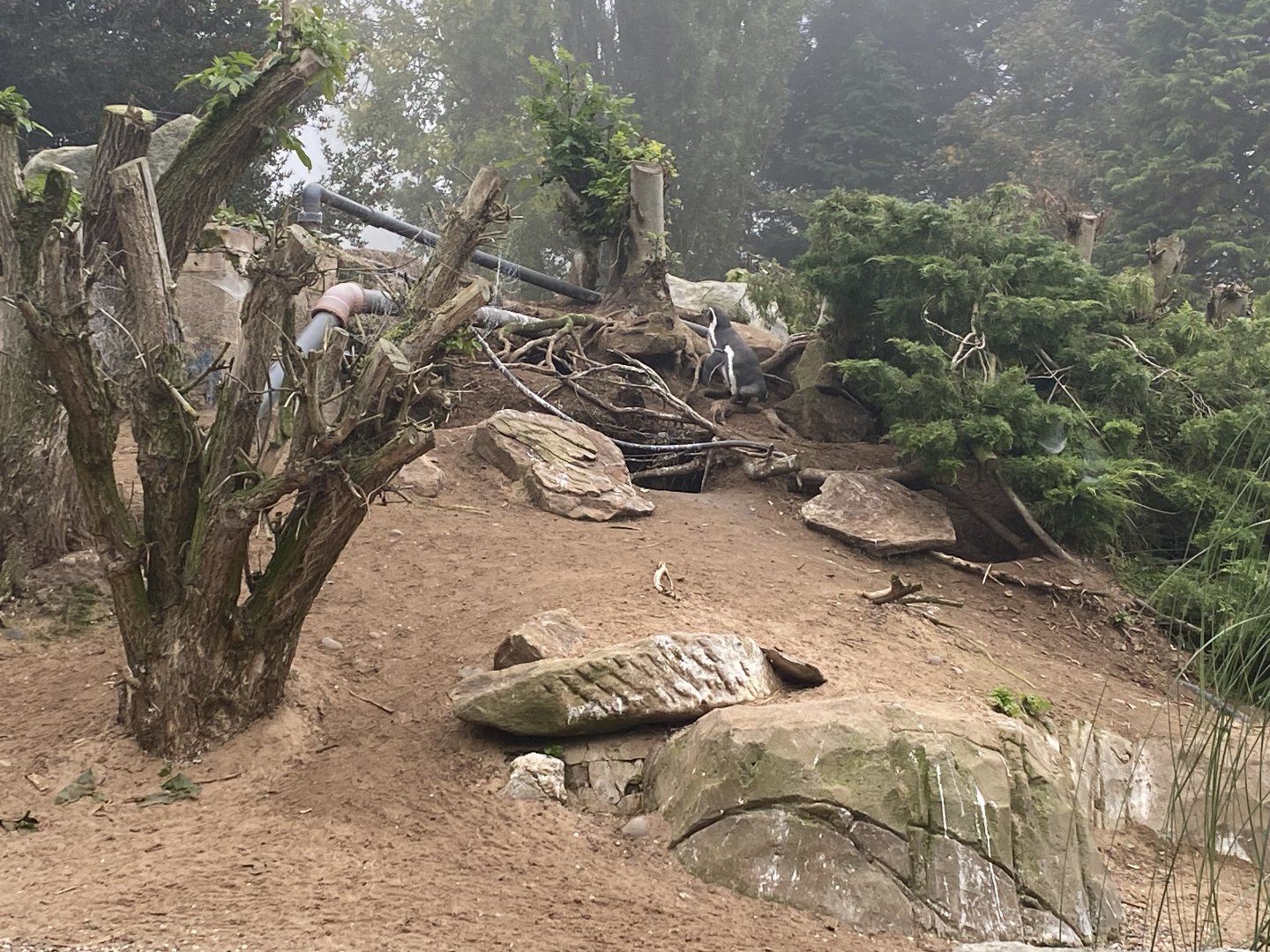 Part of penguin enclosure