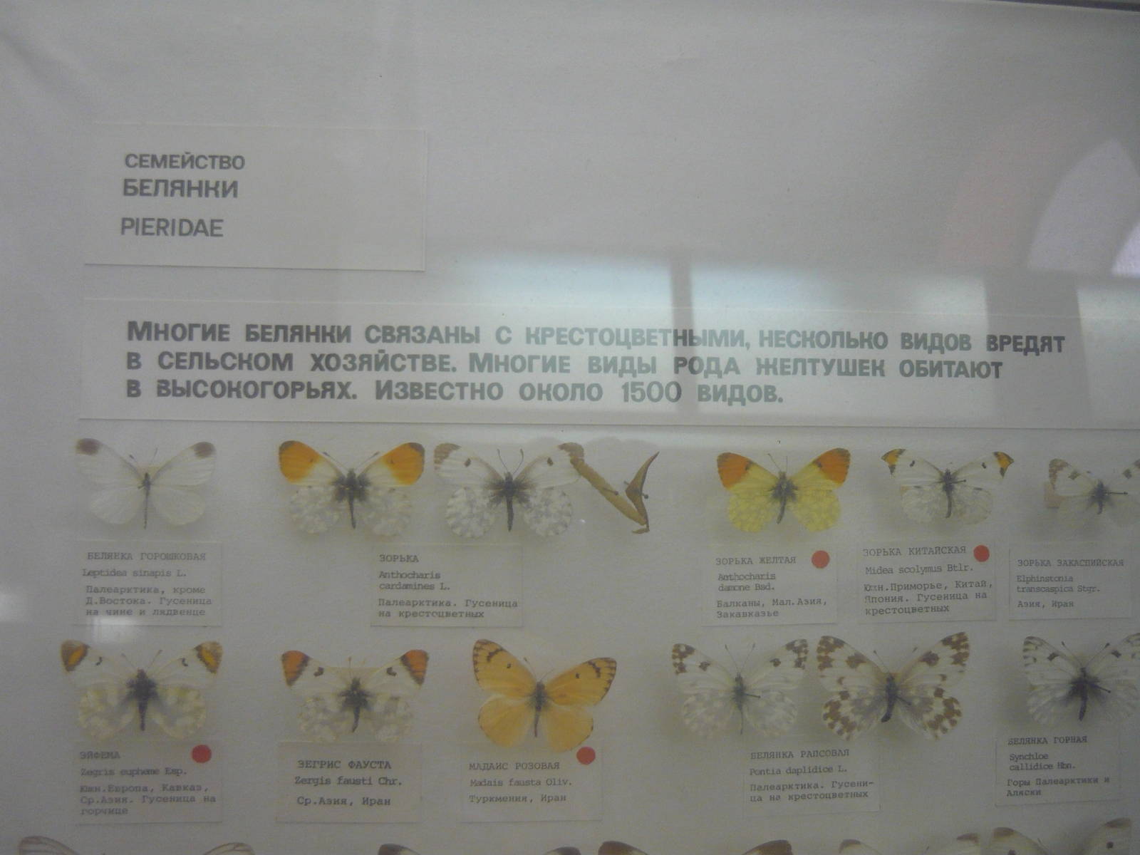 Part of Pieridae collection