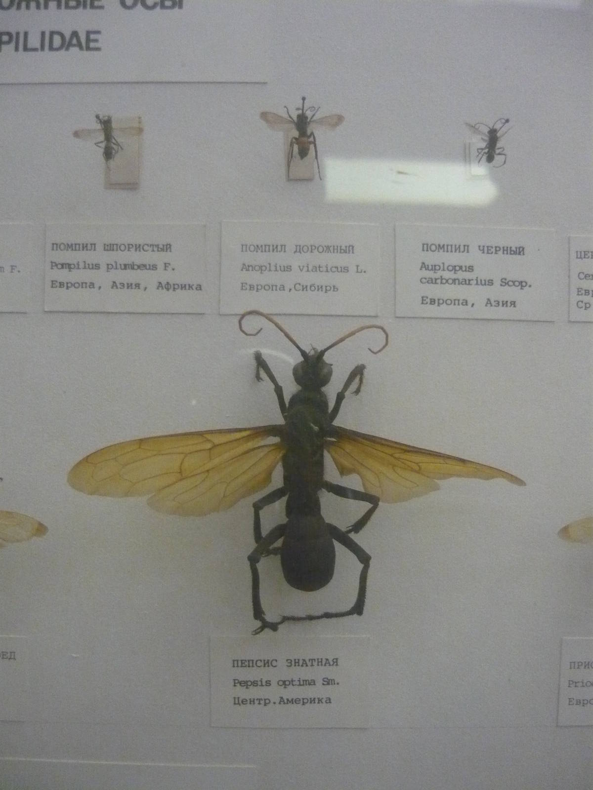 Part of Pompilidae collection