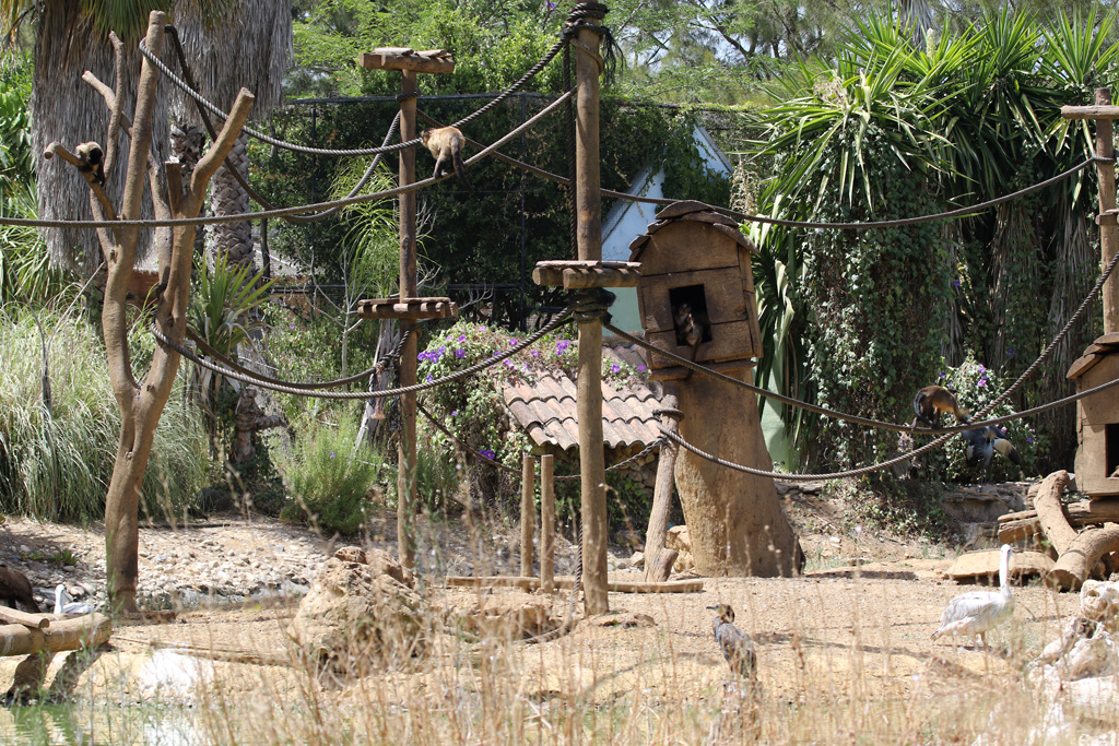 part of primate islands and lake at Zoo de Lagos 7th August 2017