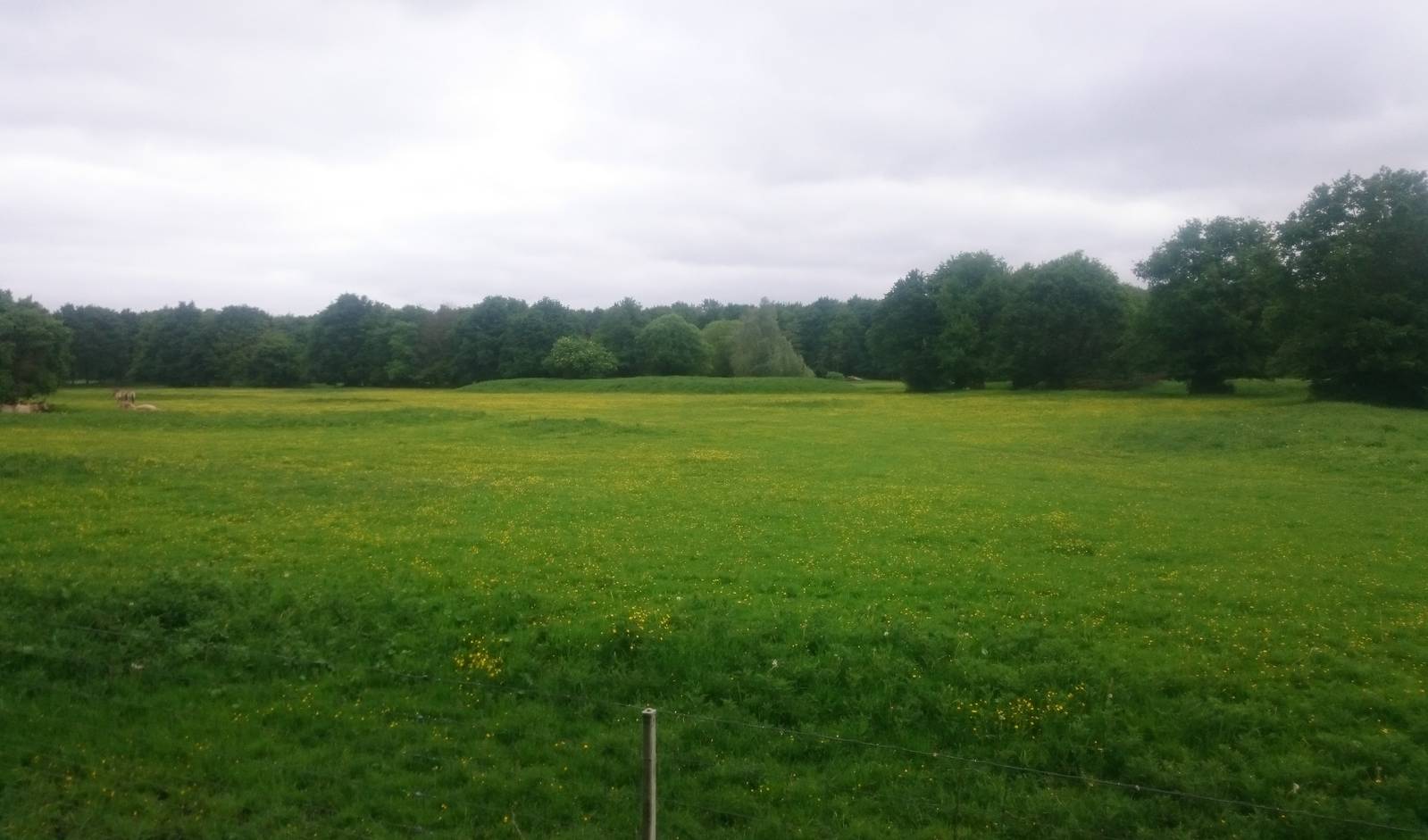 Part of Przewalski horse - wisent enclosure