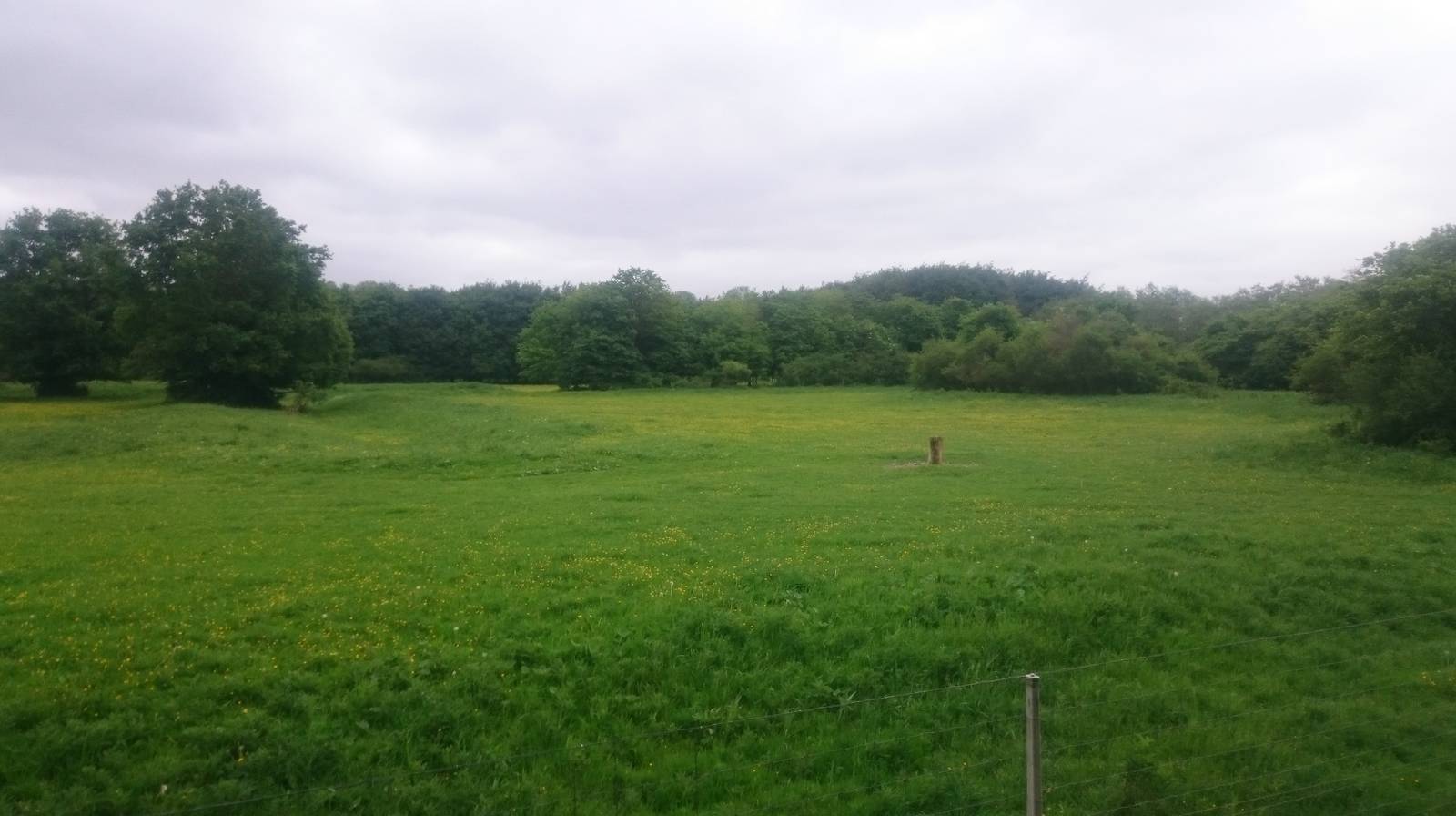 Part of Przewalski horse - wisent enclosure