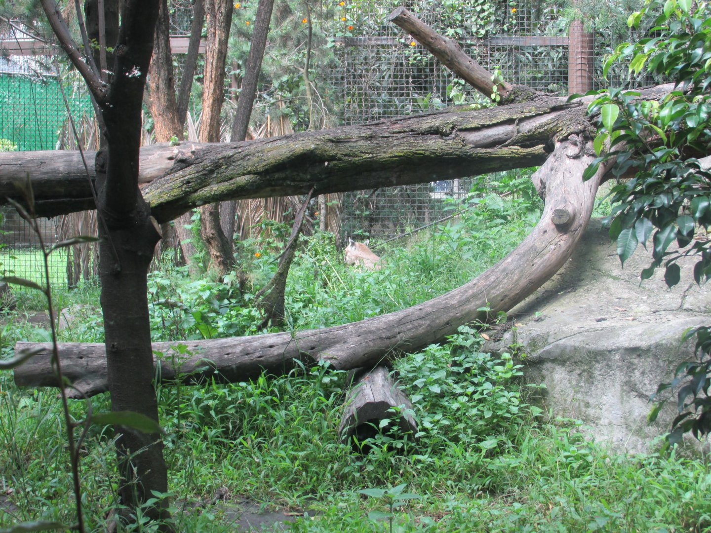 part of puma exhibit