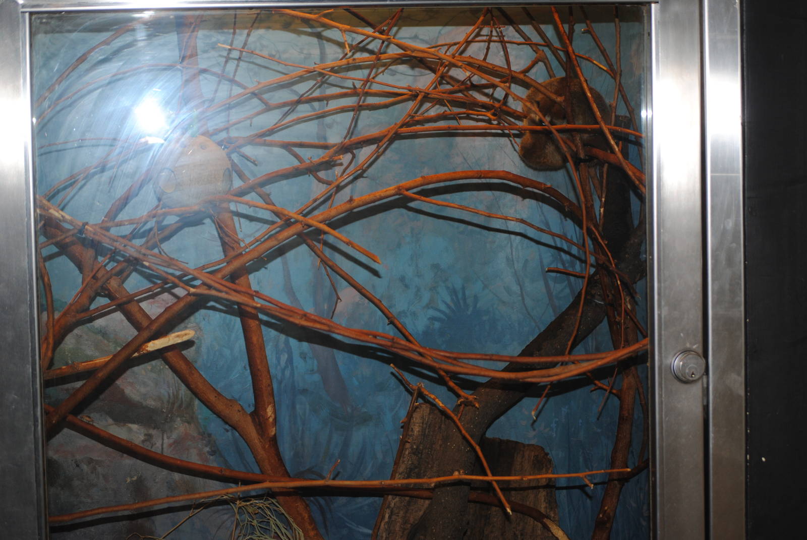 Part of Pygmy Slow Loris Enclosure