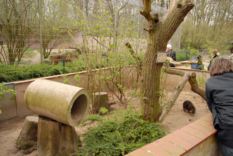 Part of raccoon enclosure at Lübeck (now closed)
