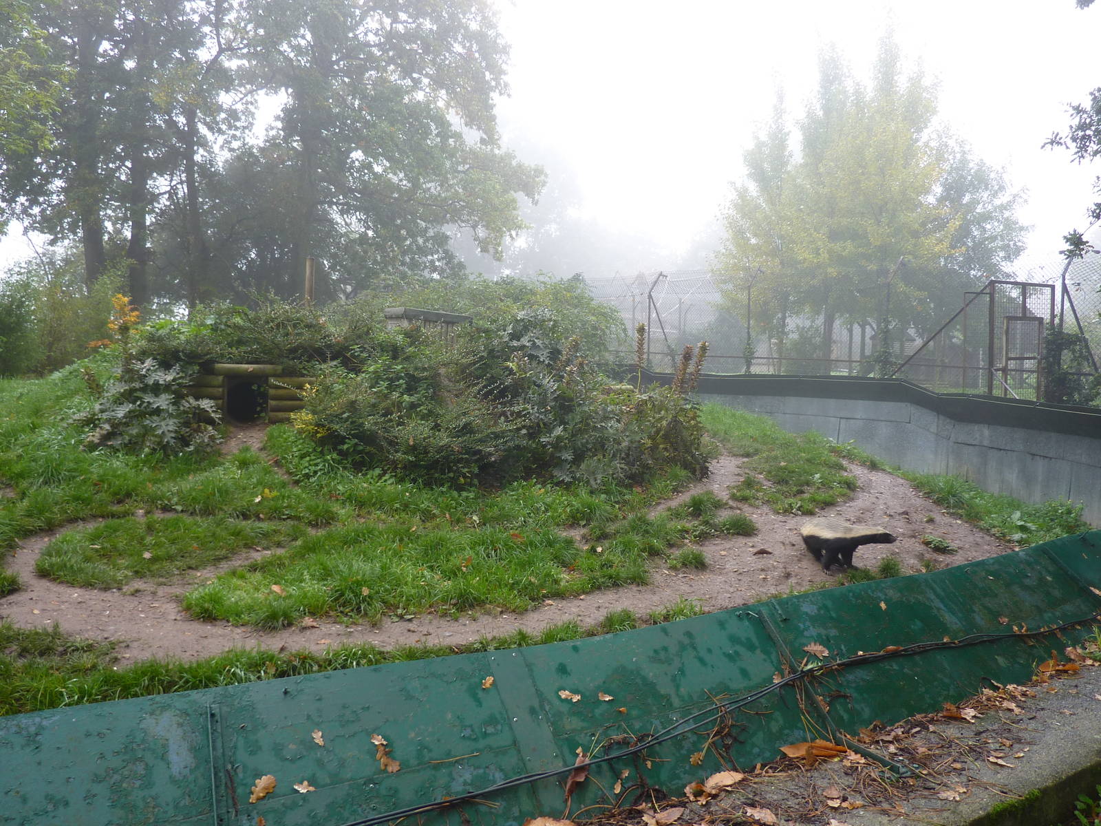 Part of ratel enclosure, 23rd October 2012.