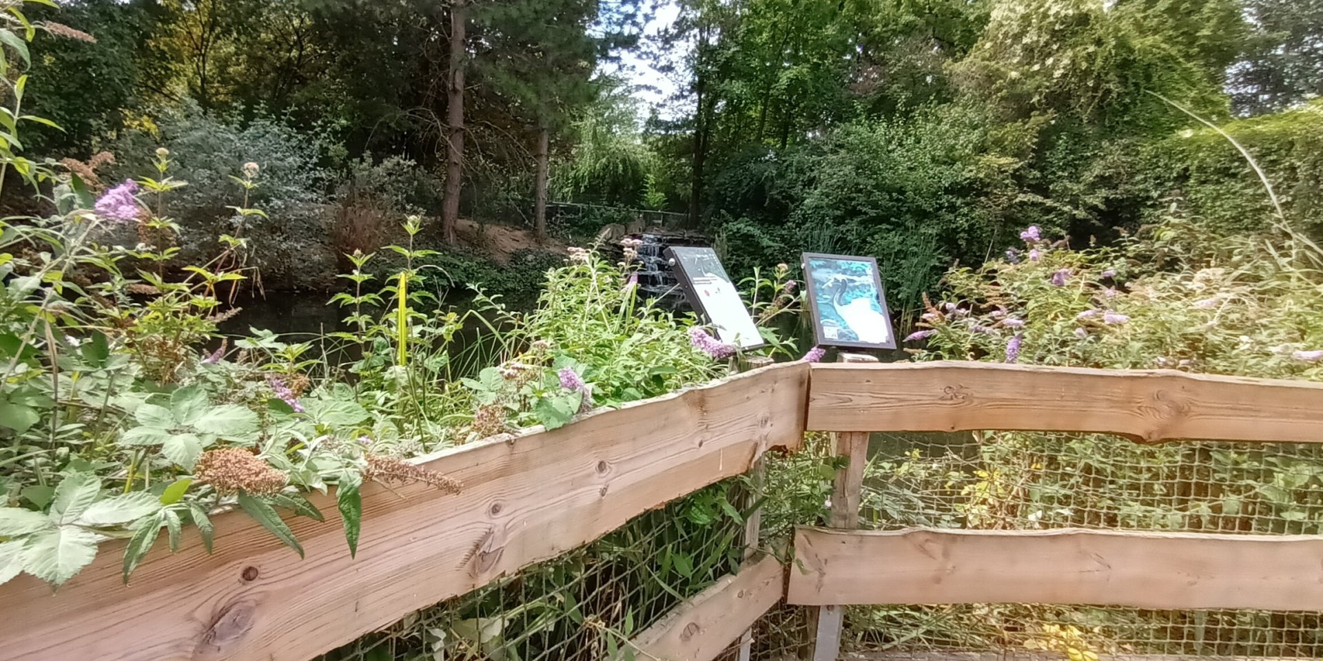 part of Red crowned Crane enclosure/Geysir lake viewing area