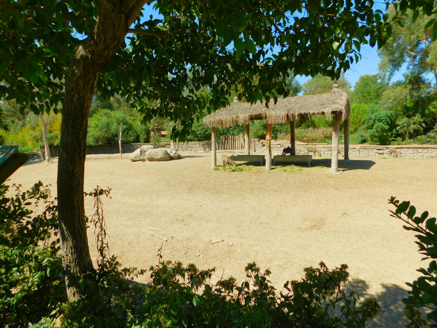 Part of red deer enclosure