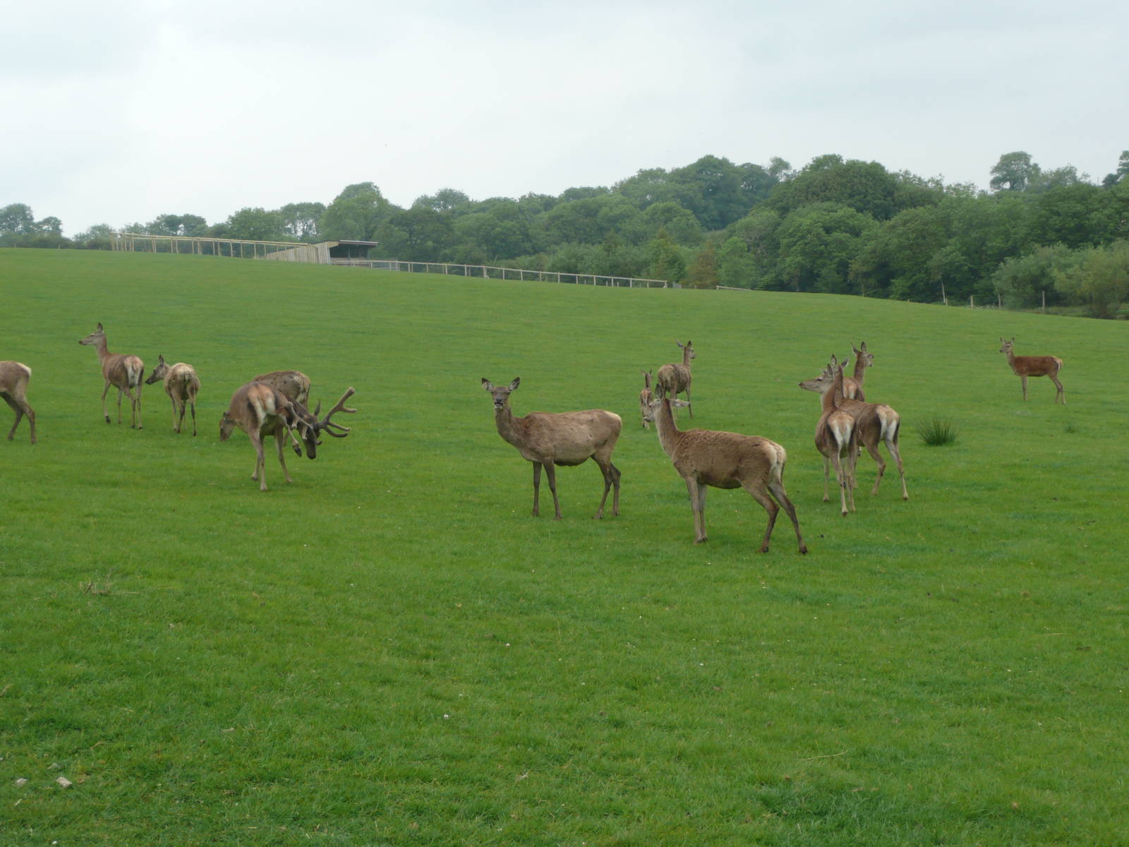 Part of Red Deer herd
