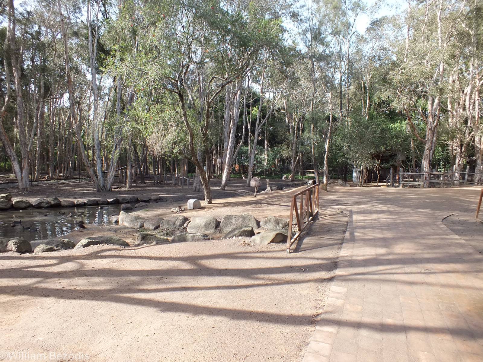 Part of Red Kangaroo and Emu Walkthrough Enclosure