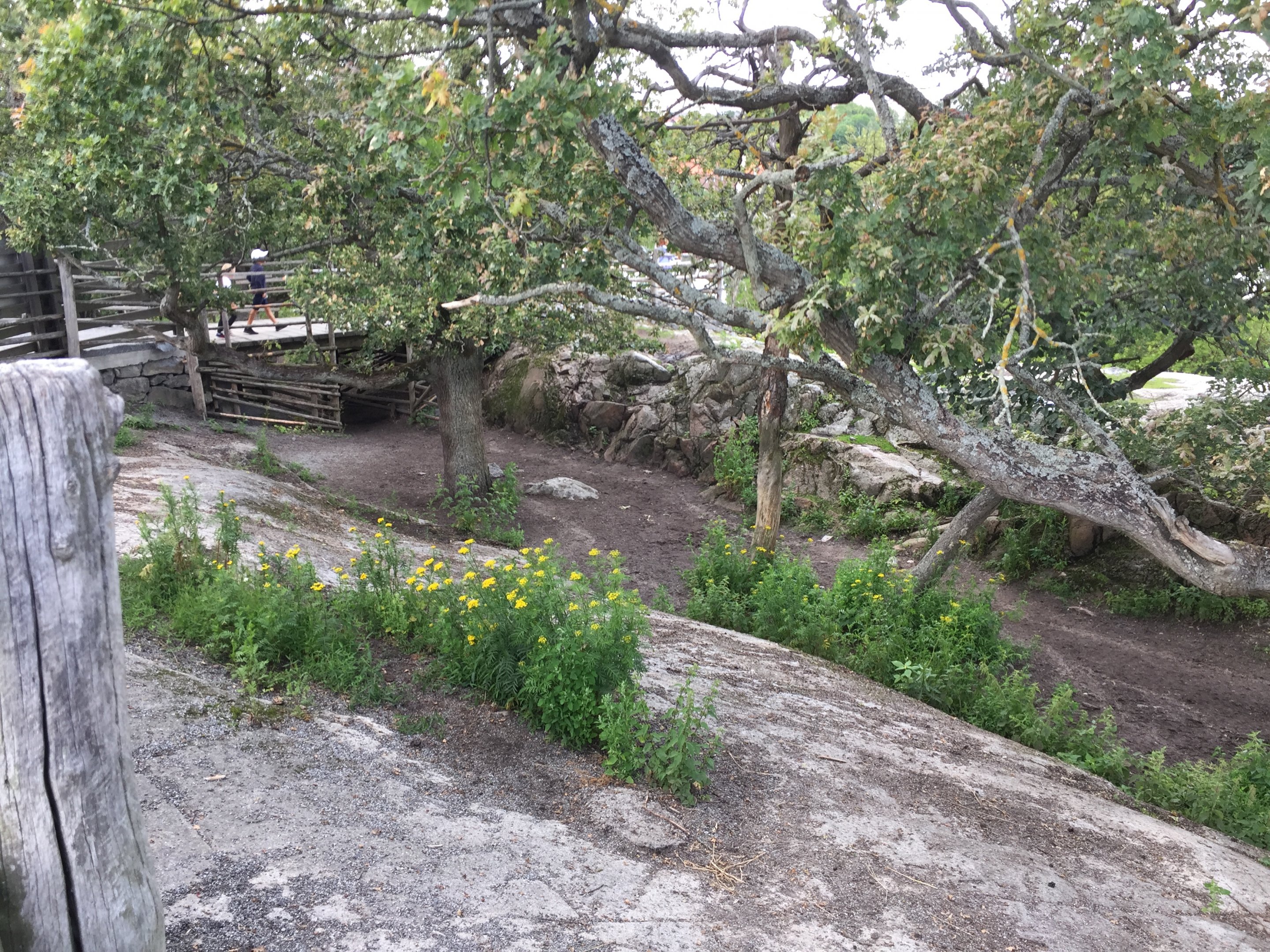 Part of Reindeer enclosure