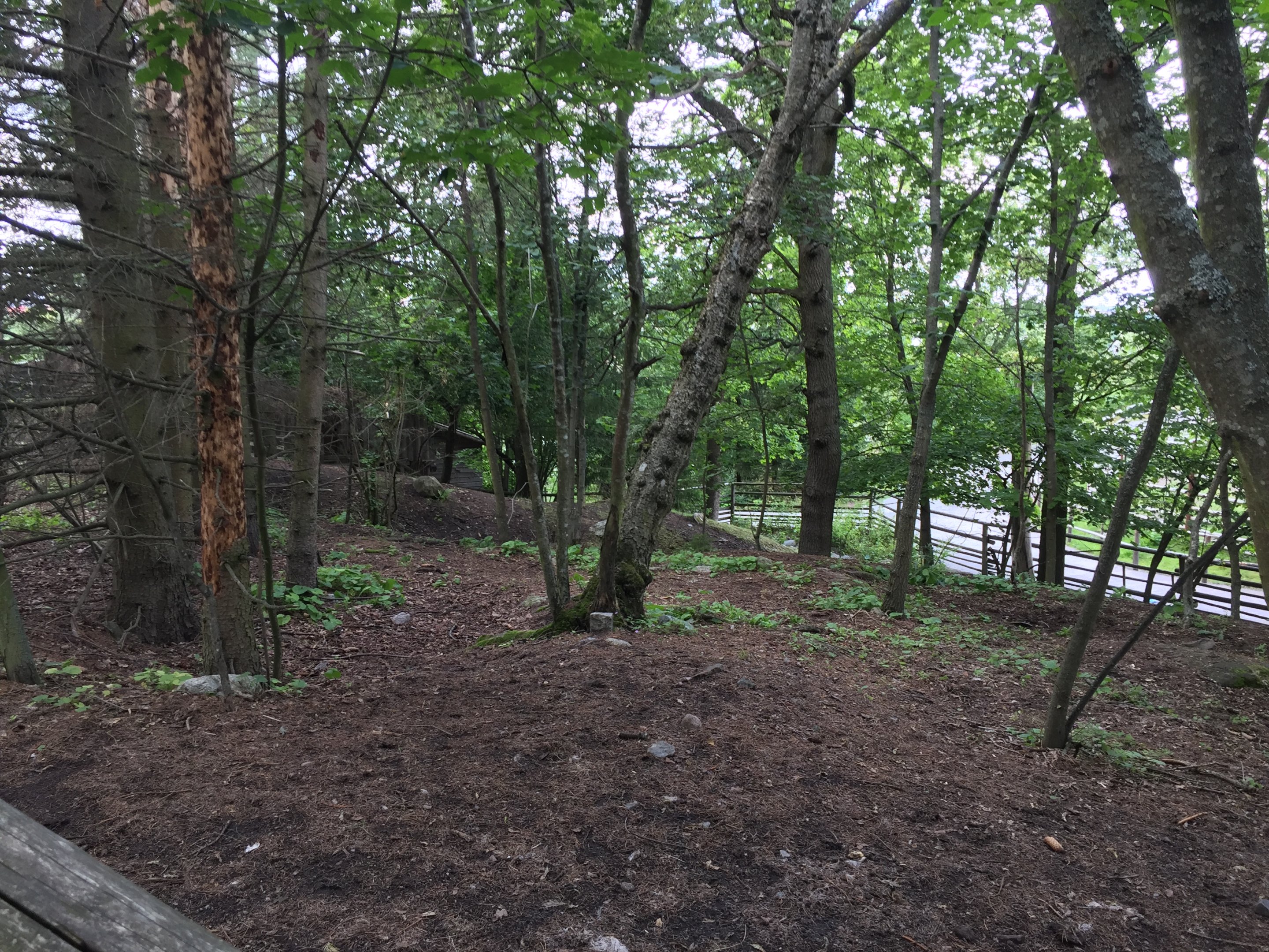 Part of Reindeer enclosure