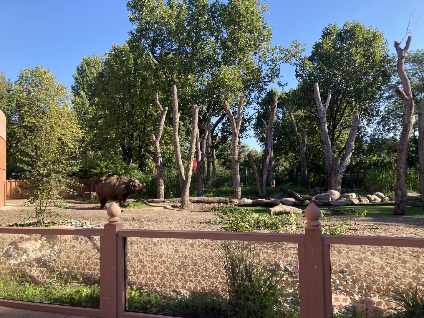 Part of rhino outdoors