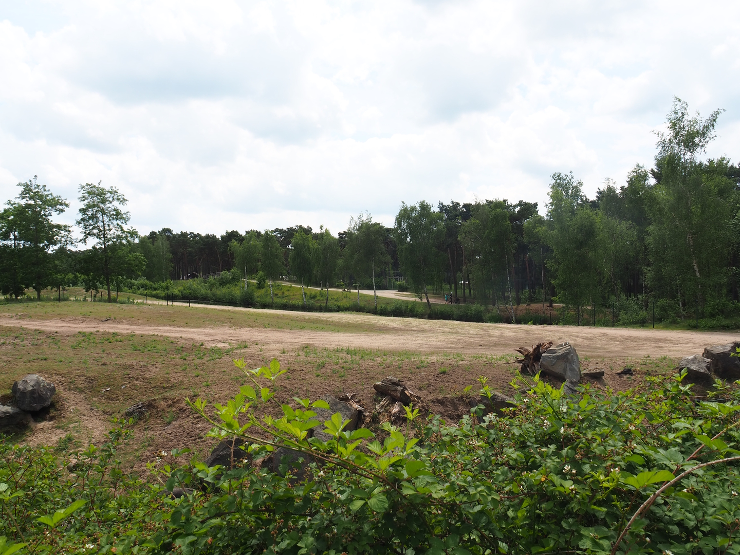 Part of Rothschild's giraffe, Grévy's zebra and Black sable antelope plains, 2022-06-12